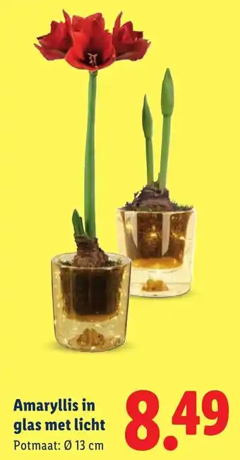 Lidl Amaryllis in glas met licht aanbieding