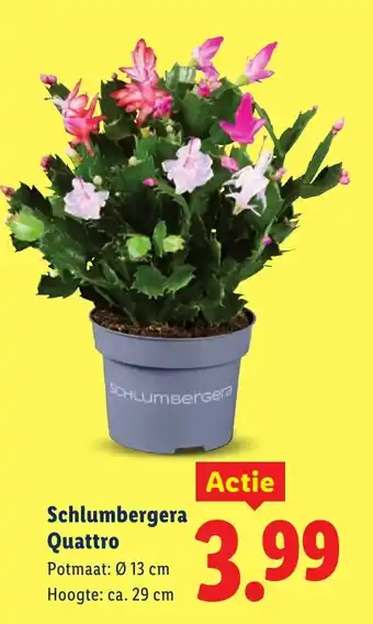 Lidl Schlumbergera Quattro aanbieding