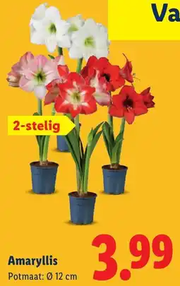 Lidl Amaryllis aanbieding