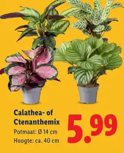 Lidl Calathea- of Ctenanthemix aanbieding