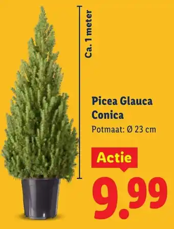 Lidl Picea Glauca Conica aanbieding