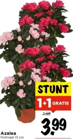 Vomar Voordeelmarkt Azalea aanbieding