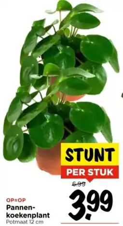 Vomar Voordeelmarkt Pannenkoekenplant aanbieding