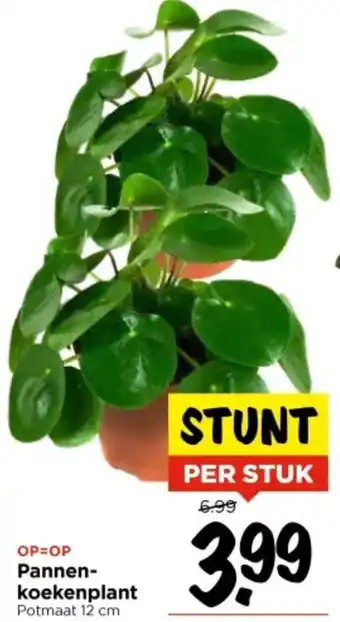 Vomar Voordeelmarkt Pannenkoekenplant aanbieding