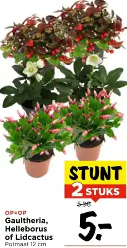 Vomar Voordeelmarkt Gaultheria, Helleborus of Lidcactus aanbieding