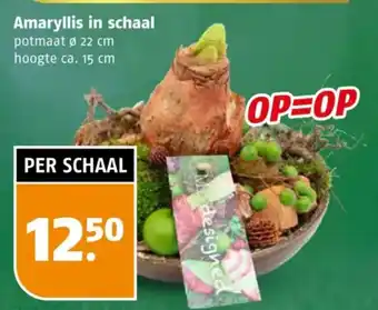 Poiesz Amaryllis in schaal aanbieding