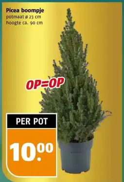 Poiesz Picea boompje aanbieding