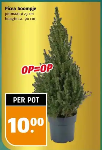 Poiesz Picea boompje aanbieding