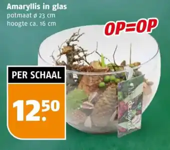 Poiesz Amaryllis in glas aanbieding