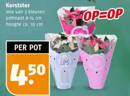 Poiesz Kerstster aanbieding