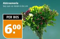 Poiesz Alstroemeria aanbieding