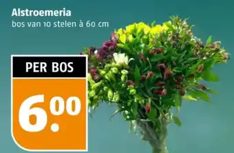 Poiesz Alstroemeria aanbieding