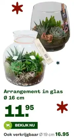 Welkoop Arrangement in glas aanbieding