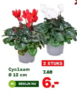 Welkoop Cyclaam aanbieding