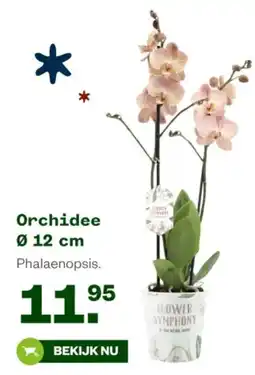 Welkoop Orchidee aanbieding
