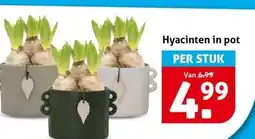 Hoogvliet Hyacinten in pot aanbieding