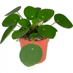 Dekamarkt DekaMarkt Pilea pannekoekplant aanbieding
