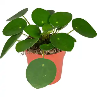 Dekamarkt DekaMarkt Pilea pannekoekplant aanbieding