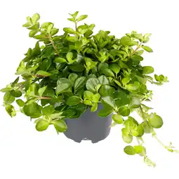 Dekamarkt Peperomia rotundifolia Potmaat 10,5 cm aanbieding