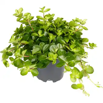 Dekamarkt Peperomia rotundifolia Potmaat 10,5 cm aanbieding