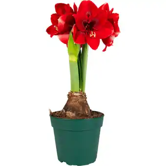 Dekamarkt Amaryllis bol op pot xxl aanbieding