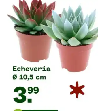 Welkoop Echeveria aanbieding