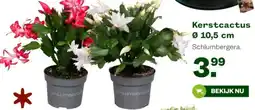 Welkoop Kerstcactus aanbieding