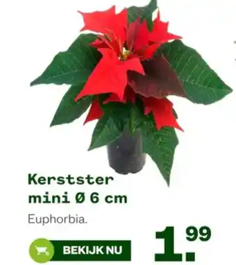 Welkoop Kerstster mini aanbieding