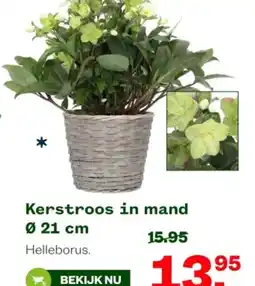Welkoop Kerstroos in mand aanbieding