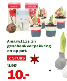 Welkoop Amaryllis in geschenkverpakking en op pot aanbieding