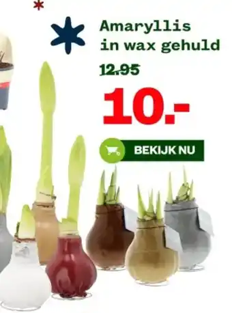 Welkoop Amaryllis in wax gehuld aanbieding