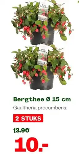 Welkoop Bergthee aanbieding