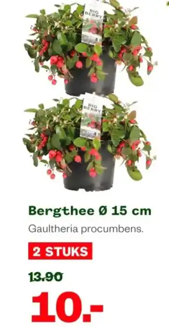 Welkoop Bergthee aanbieding