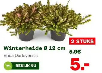 Welkoop Winterheide 0 12 cm aanbieding