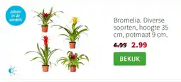 Intratuin Bromelia. Diverse soorten, hoogte 35 cm, potmaat 9 cm. aanbieding