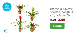 Intratuin Bromelia. Diverse soorten, hoogte 35 cm, potmaat 9 cm. aanbieding