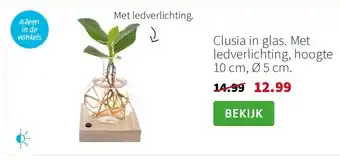 Intratuin Clusia in glas. Met ledverlichting, hoogte 10 cm, Ø 5 cm. aanbieding