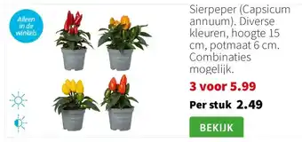 Intratuin Sierpeper (Capsicum annuum). Diverse kleuren, hoogte 15 cm, potmaat 6 cm. Combinaties mogelijk. aanbieding