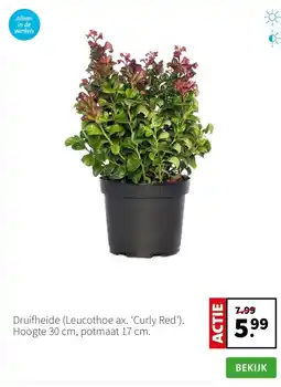 Intratuin Druifheide (Leucothoe ax. ‘Curly Red’). Hoogte 30 cm, potmaat 17 cm. aanbieding