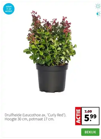 Intratuin Druifheide (Leucothoe ax. ‘Curly Red’). Hoogte 30 cm, potmaat 17 cm. aanbieding