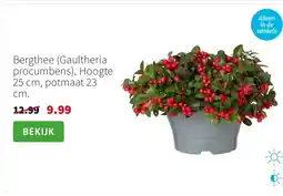 Intratuin Bergthee (Gaultheria procumbens). Hoogte 25 cm, potmaat 23 cm. aanbieding