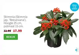 Intratuin Skimmia (Skimmia jap. ‘Reevesiana’). Hoogte 25 cm, potmaat 15 cm. aanbieding