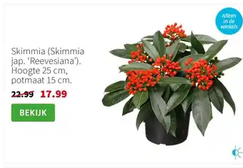 Intratuin Skimmia (Skimmia jap. ‘Reevesiana’). Hoogte 25 cm, potmaat 15 cm. aanbieding