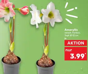 Kaufland DE Amaryllis aanbieding