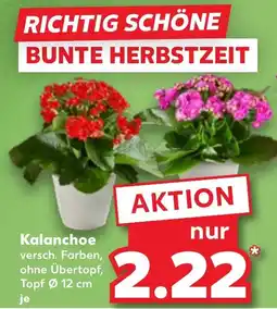 Kaufland DE Kalanchoe aanbieding