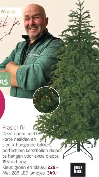 Coppelmans Frasier fir aanbieding