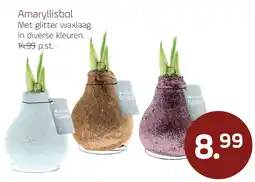 Coppelmans Amaryllisbol aanbieding