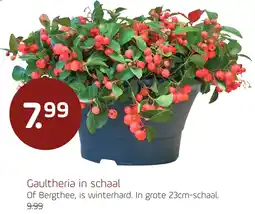 Coppelmans Gaultheria in schaal aanbieding