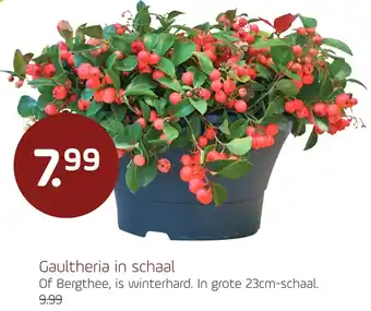 Coppelmans Gaultheria in schaal aanbieding
