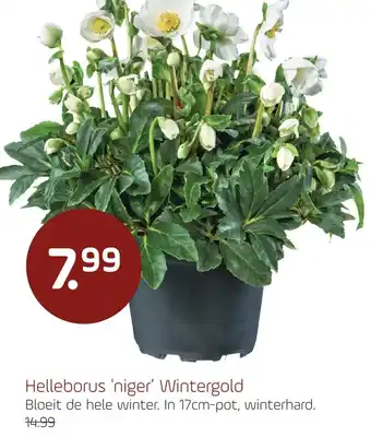 Coppelmans Helleborus 'niger' Wintergold aanbieding